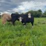 Hereford first calver and heifer calve Image 2