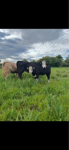 Hereford first calver and heifer calve