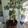 Bonsai high tree Image 2