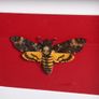 Taxidermy Deaths Head Moth Image 2
