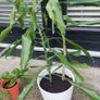 Yucca houseplant Image 3