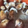 Day old chicks Image 4