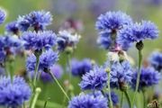 Blue Cornflowers