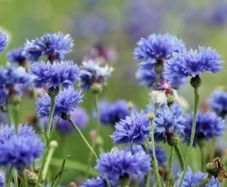 Blue Cornflowers