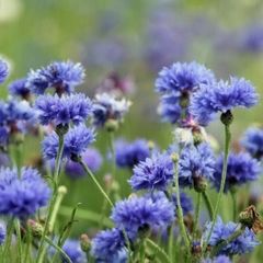 Blue Cornflowers