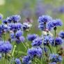 All Plants 5 Euro including rare varieties Image 5