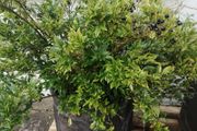 Garden shrubs