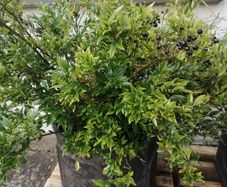 Garden shrubs