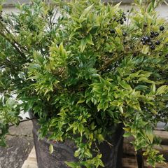 Garden shrubs