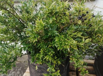 Garden shrubs