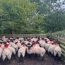 Suffolk/Mule Ewe Lambs Image 3