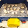 incubator Image 3