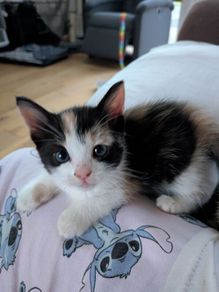 kittens