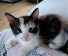 kittens