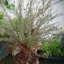 Leptospermum Image 2