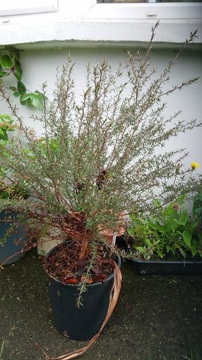 Leptospermum