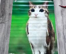 Meowl Poster