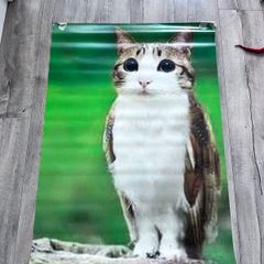 Meowl Poster