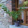 Hydrangea Image 3