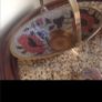 Vintage Cloisonne Set Image 6
