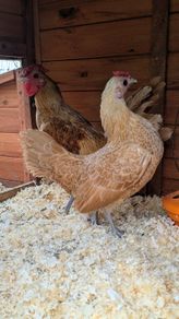 Sebright Chicks and Hatching Eggs
