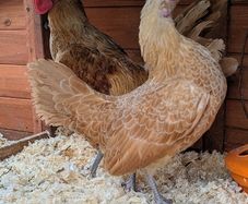 Sebright Chicks and Hatching Eggs