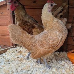 Sebright Chicks and Hatching Eggs