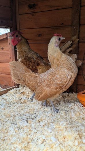 Sebright Chicks and Hatching Eggs