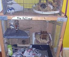 rat cage