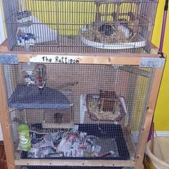 rat cage