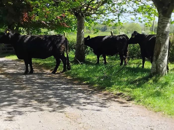 Dexter cows 2020