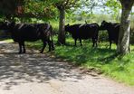 Dexter cows 2020