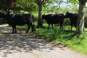 Dexter cows 2020