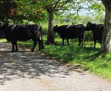 Dexter cows 2020