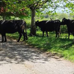 Dexter cows 2020