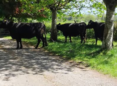 Dexter cows 2020