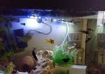 guppies and mollies for adoption