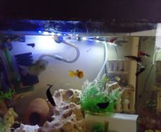 guppies and mollies for adoption