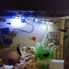 guppies and mollies for adoption