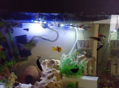 guppies and mollies for adoption