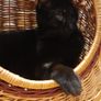 2 in 1 /cat cage&carrier for small dog/ medium dog carrier available Image 5