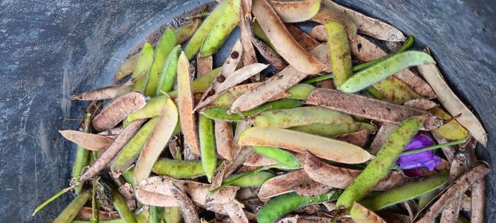 Free sweetpea seeds