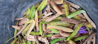 Free sweetpea seeds