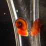 snail aquarium Image 4