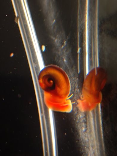 snail aquarium