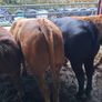 Bulls Image 3