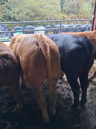 Bulls