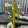 plant Image 2