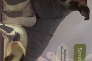 Dog Anti-Anxiety Wrap/Comfort Wrap