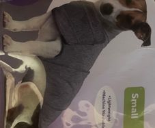 Dog Anti-Anxiety Wrap/Comfort Wrap